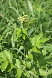 Filipendula ulmaria ssp. denudata