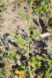 Potentilla supina