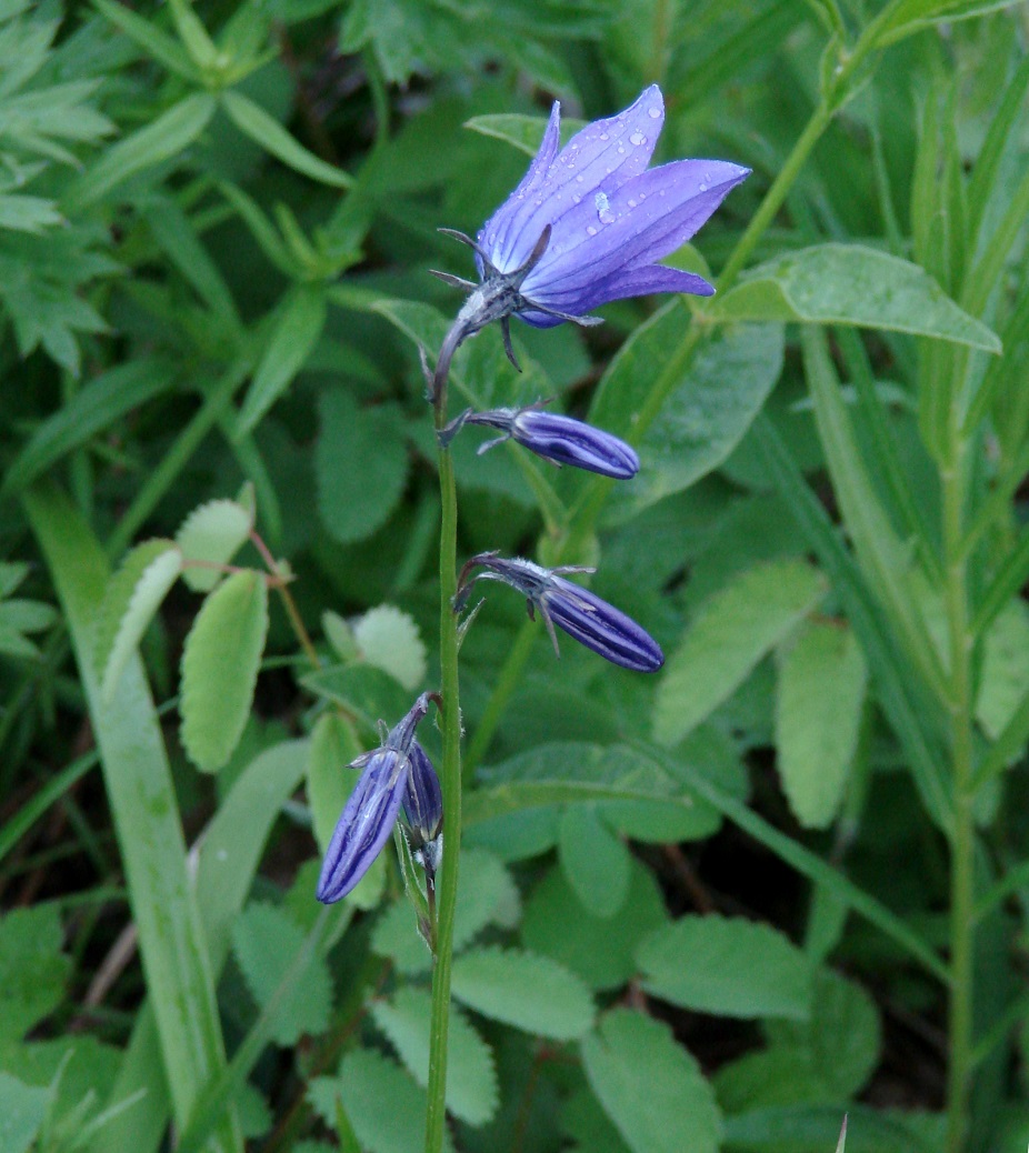 Изображение особи Campanula turczaninovii.