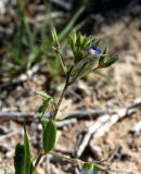 Veronica campylopoda