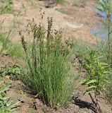 Juncus compressus