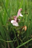 Pedicularis sylvatica. Верхушка побега с соцветием. Нидерланды, провинция Drenthe, национальный парк Drentsche Aa, заказник Eexterveld, вересковая пустошь. 6 июля 2008 г.