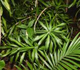 Dracaena reflexa