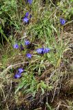 Gentiana olivieri