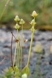 Parnassia palustris. Верхушки побегов с плодами. Кольский р-н, окр. с. Териберка, природный парк «Териберка», высота 111.7 рядом с батареей № 199, сырая задернованная окрайка покатого плоского скального обнажения. 04.08.2022.