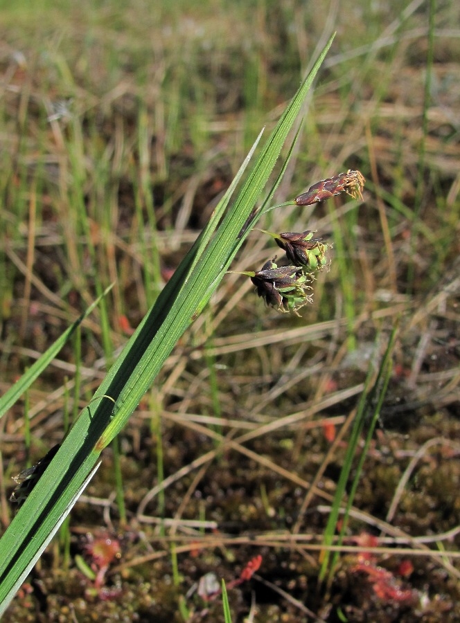 Изображение особи Carex paupercula.