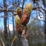 Quercus robur. Набухшие почки. Чувашия, окрестности г. Шумерля, Кумашкинский заказник, Соколова поляна. 14 мая 2007 г.