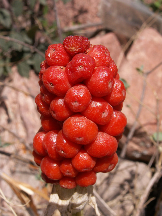 Image of Arum korolkowii specimen.