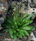 Taraxacum karatavicum. Плодоносящее растение. Казахстан, Кызылординская обл., Жанакорганский р-н, низкогорья хр. Каратау у пос. Кайнарбулак. 28.04.2011.