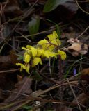 Epimedium colchicum