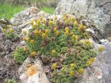 Saxifraga juniperifolia. Отцветающая куртина. Кабардино-Балкария, верховья р. Малка, урочище Джилы-Су, 2400 м н.у.м. 16.06.2012.