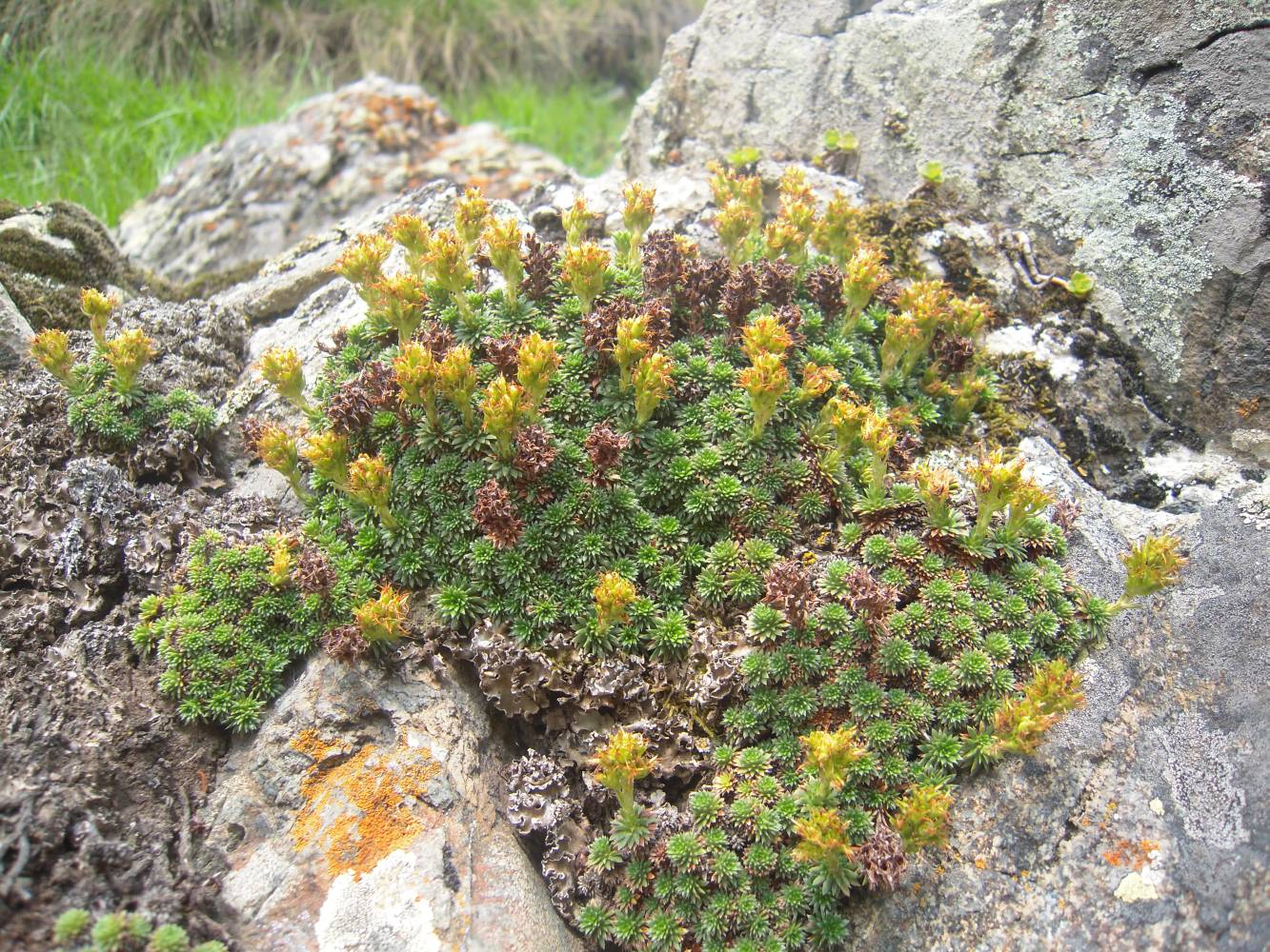 Изображение особи Saxifraga juniperifolia.