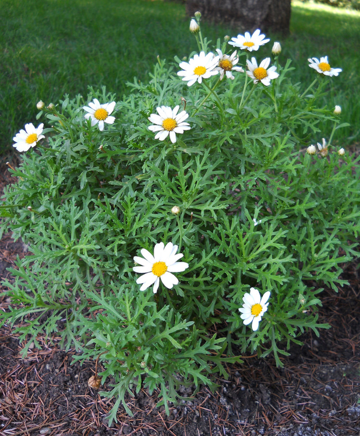 Image of Argyranthemum frutescens specimen.