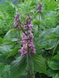 Phlomoides alpina