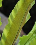 Asplenium nidus. Часть вайи с сорусами (вид снизу). Таиланд, Бангкок. 17.06.2013.