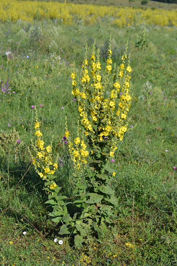 Изображение особи Verbascum pyramidatum.