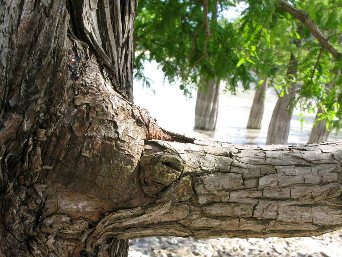 Image of Taxodium distichum specimen.