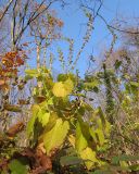 Salvia glutinosa. Плодоносящее растение. Краснодарский край, Абинский р-н, окр. ст. Шапсугская, хр. Грузинка, широколиственный лес. 03.11.2013.