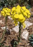 Erysimum cuspidatum. Соцветия. Крым, Ялтинский горно-лесной природный заповедник, Ай-Петри. 23.05.2013.