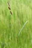 Carex melanostachya