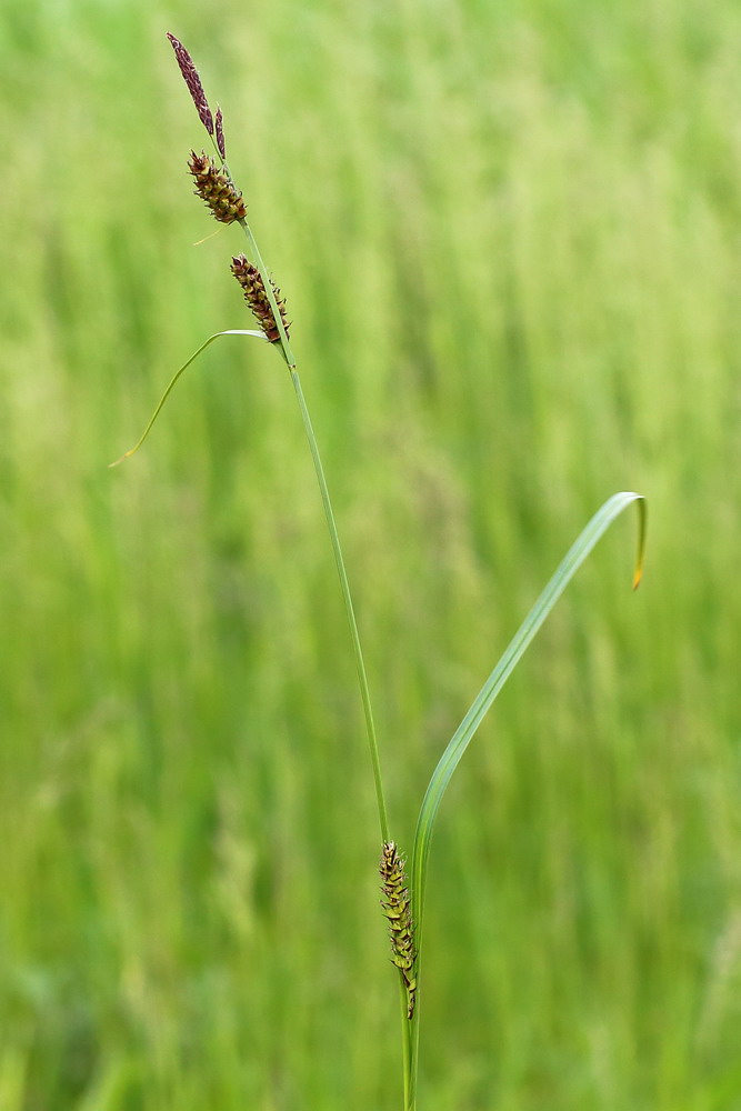 Изображение особи Carex melanostachya.