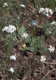 Arabidopsis toxophylla