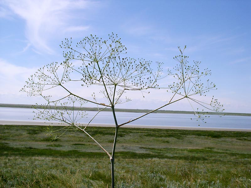 Изображение особи Eriosynaphe longifolia.