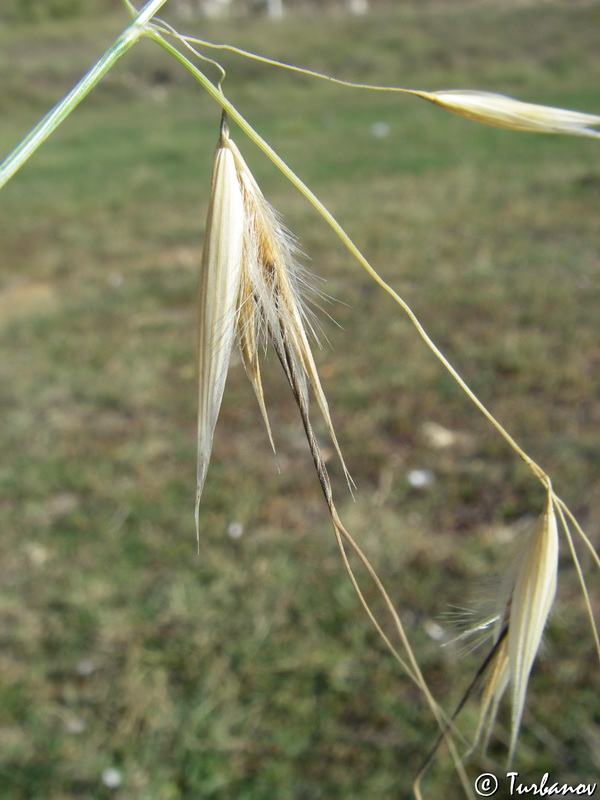 Изображение особи Avena trichophylla.