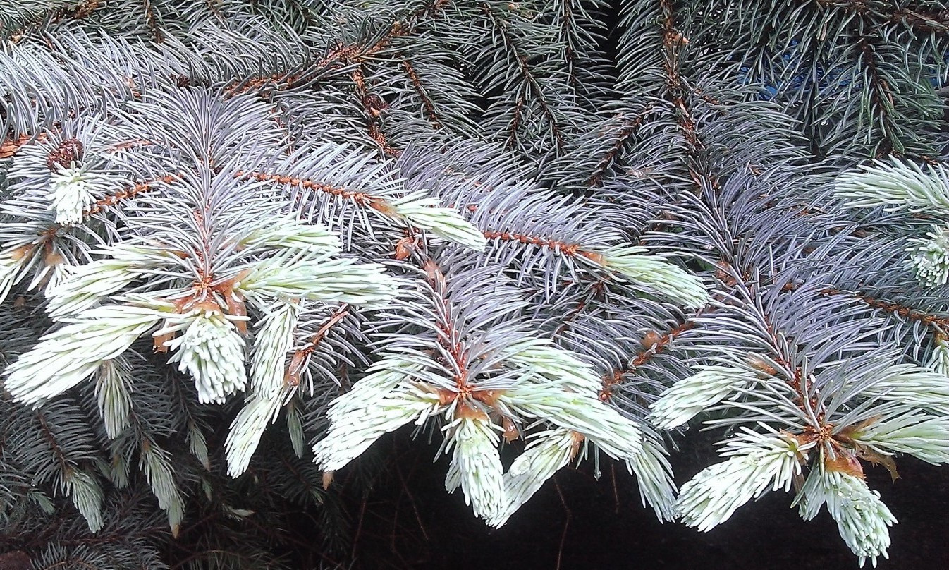 Изображение особи Picea engelmannii.