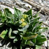 Cardaria draba