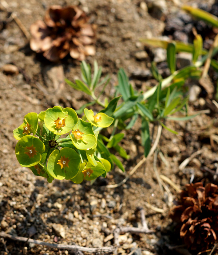 Изображение особи Euphorbia borealis.