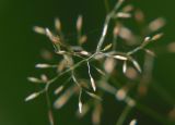 Agrostis tenuis. Часть соцветия. Санкт-Петербург, Пискарёвский парк. 31.07.2009.