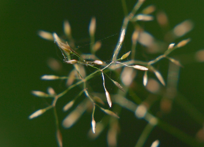 Изображение особи Agrostis tenuis.