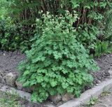 Aquilegia vulgaris