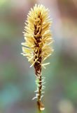 Carex ericetorum