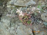 Rosularia sempervivum