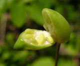 Plagiorhegma dubium. Вскрытый незрелый плод. Приморский край, Спасский р-н, с. Хвалынка, дубняк леспедециевый. 22.05.2015.