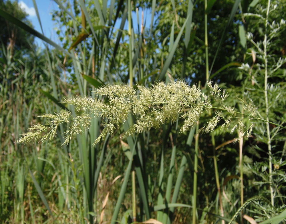 Изображение особи Calamagrostis epigeios.