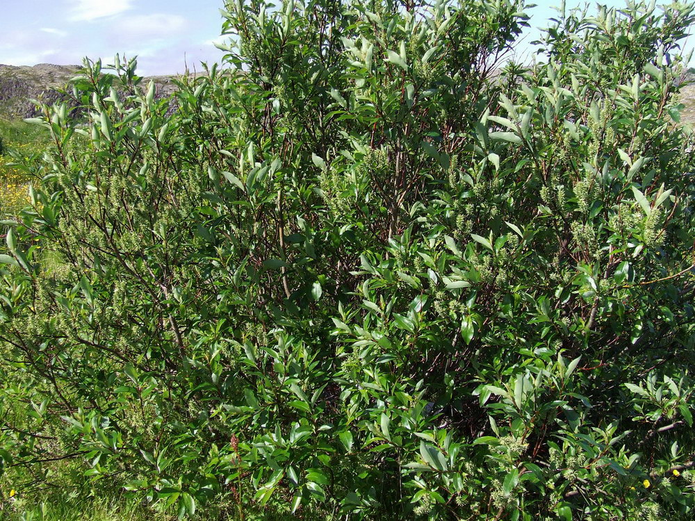 Изображение особи Salix phylicifolia.