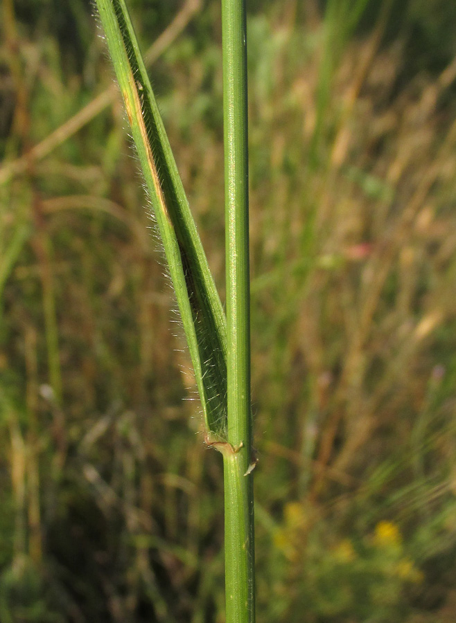 Image of Elytrigia trichophora specimen.