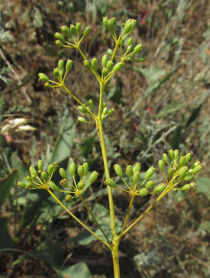 Image of Ferula caspica specimen.