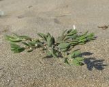 Polygonum maritimum. Цветущее растение. Крым, пересыпь оз. Донузлав, приморские пески. 27 августа 2017 г.