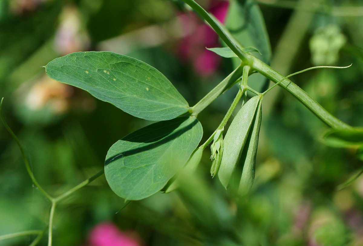 Image of Lathyrus tuberosus specimen.