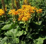 Ligularia dentata. Верхушка цветущего растения. Восточный Казахстан, г. Усть-Каменогорск, парк Жастар, в культуре. 11.08.2017.