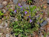 Campanula longistyla. Цветущее растение. Краснодарский край, Сочи, Лазаревский р-н, Уч-Дере, на краю железнодорожной насыпи. 09.07.2017.