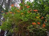 Caesalpinia pulcherrima