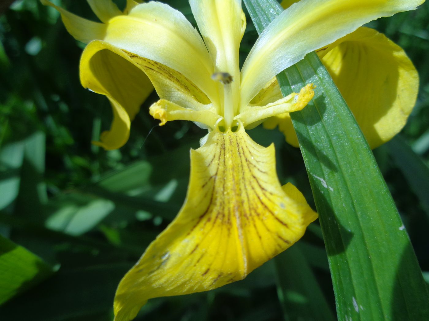 Image of Iris pseudacorus specimen.