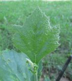 Platanus occidentalis