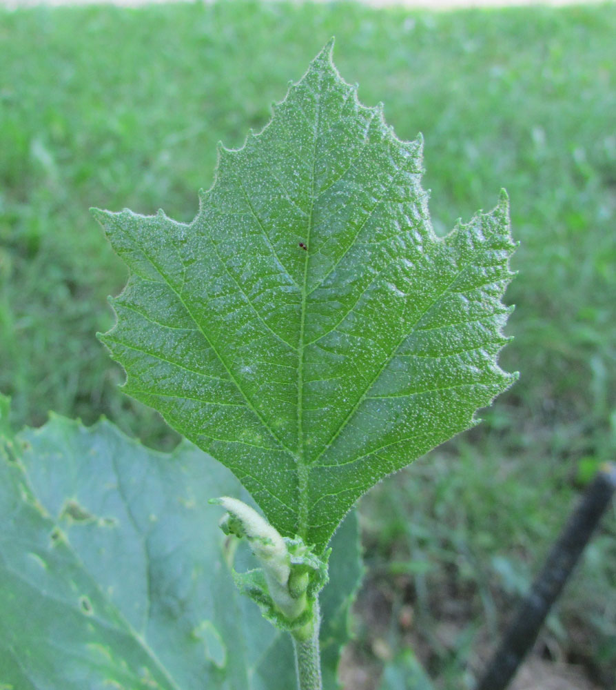 Изображение особи Platanus occidentalis.