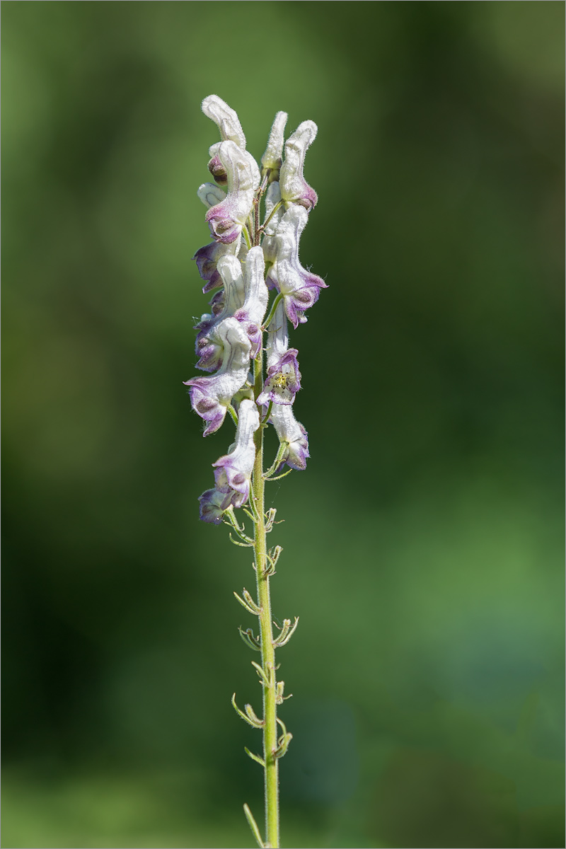 Изображение особи род Aconitum.